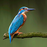 Kingfishers